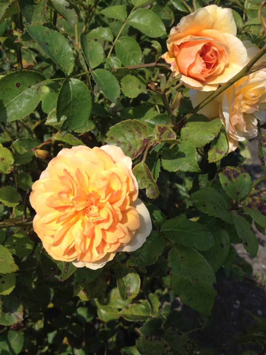 Rose orange, オレンジ色 ローズ