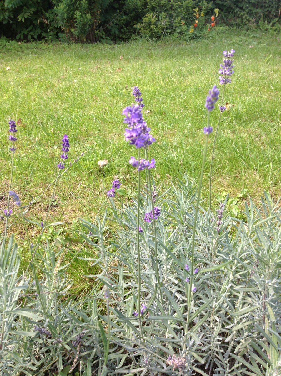 Lavendel　ラベンダー