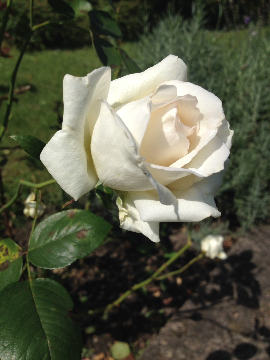 Rose weiß, 白いローズ　