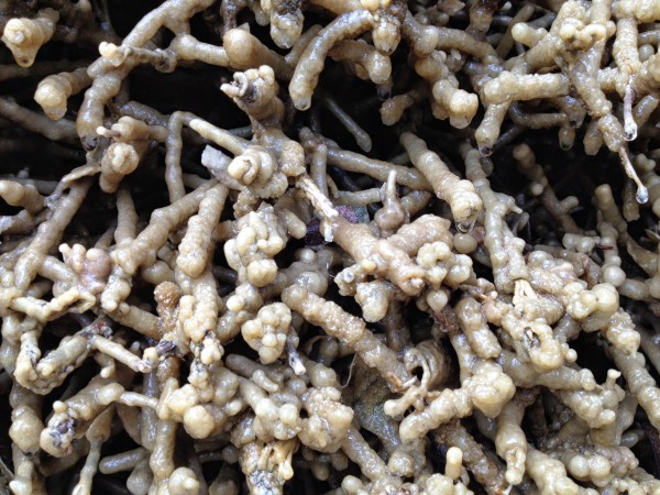 Detail Aufnahme einer Reisigwand der Gradieranlage in Bad Dürrenberg.