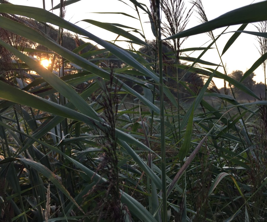 朝07:00時、ディスカウ公園の辺りの景色、ライデ川