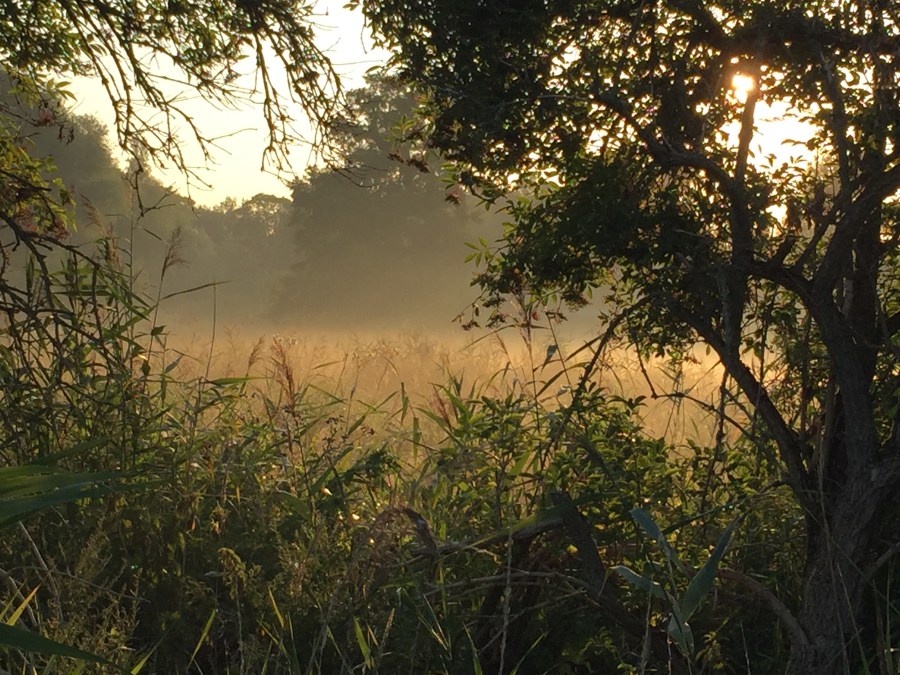 朝07:00時、ディスカウ公園の辺りの景色、ライデ川のそばにあら草原