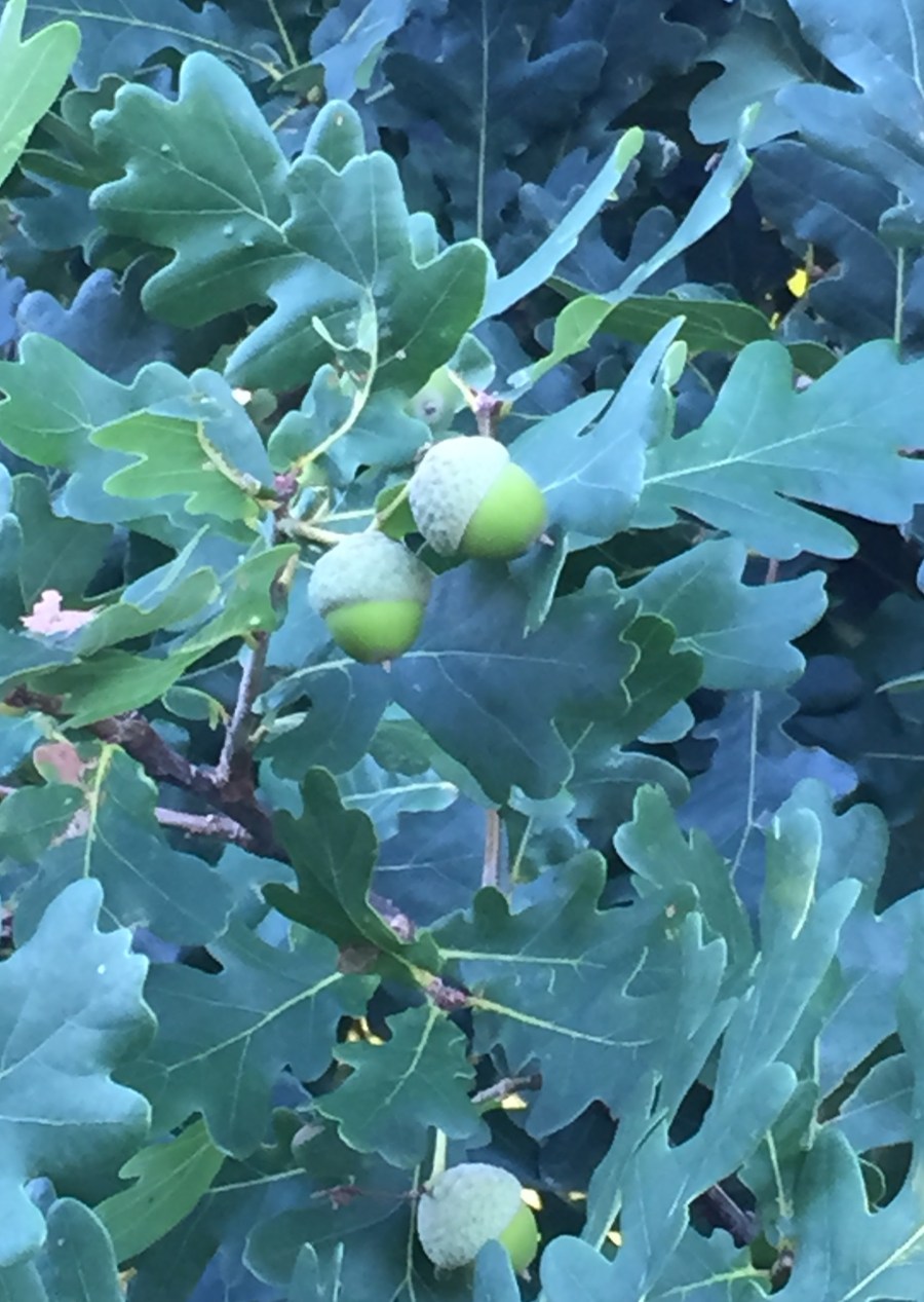 ディスカウ公園の辺り、オークの実、どんぐり