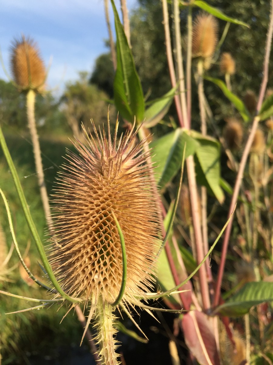 ハレザーレ市のディスカウ公園, アザミの一種類 Distel 、ライデ川の岸