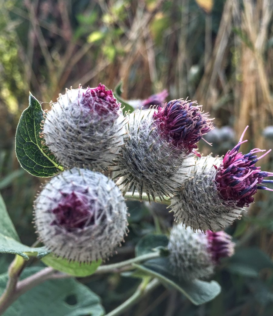 ハレザーレ市のディスカウ公園, アザミの一種類 Distel 、ライデ川の岸