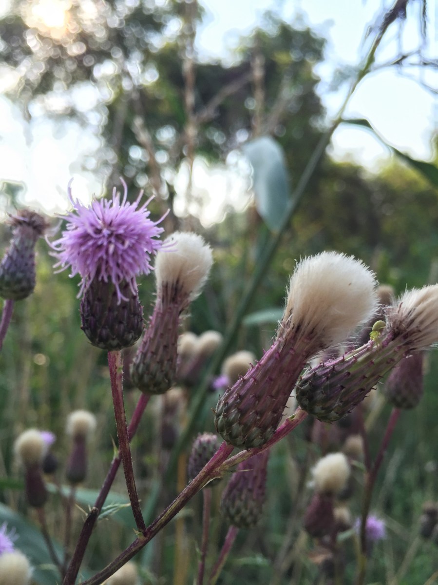 ハレザーレ市のディスカウ公園, アザミの一種類 Distel