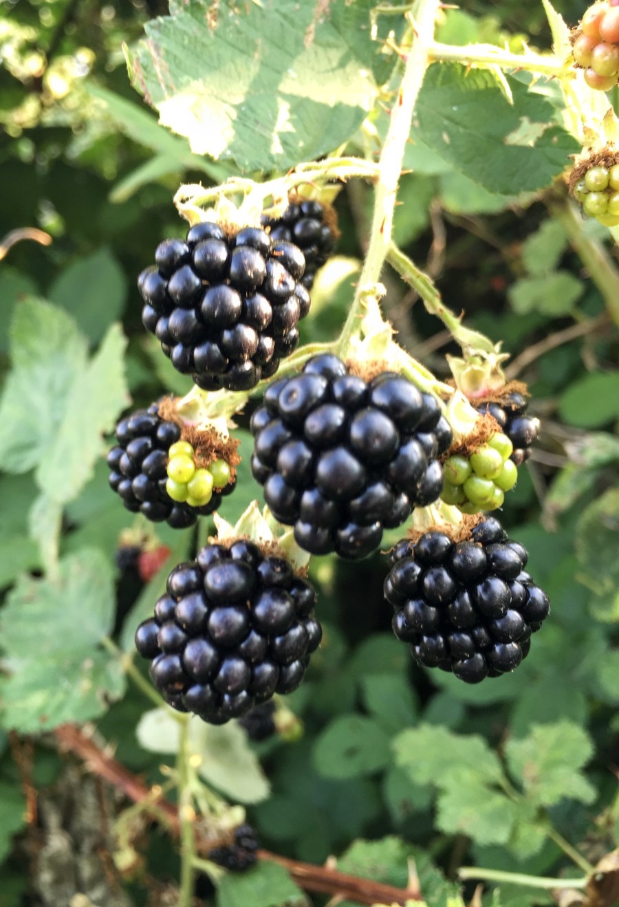 ハレザーレ市のディスカウ公園、黒イチゴ Brombeere