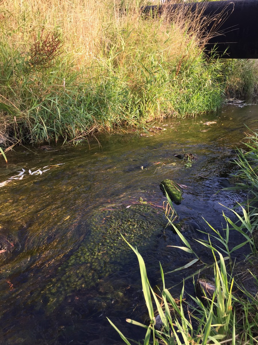 ハレザーレ市近郊のディスカウ公園にあるライデ川