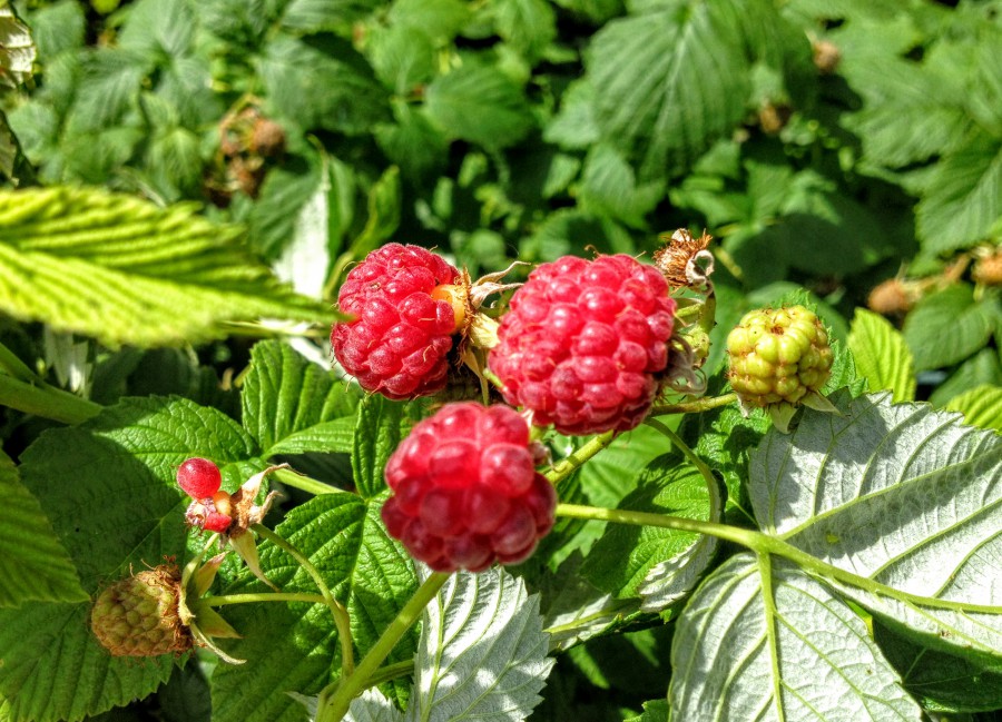 Himbeere, キイチゴ