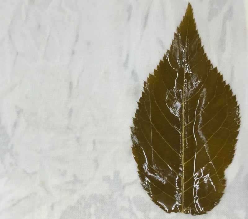 Eingelegte, salzige Blätter der Kirsche. 桜の葉