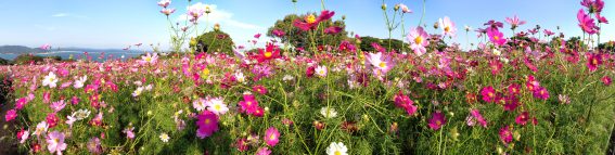 Kosmeen Blumenmeer im Island-Park